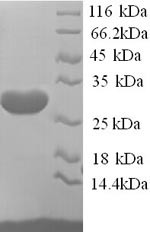 SDS-PAGE separation of QP9228 followed by commassie total protein stain results in a primary band consistent with reported data for KCND2. These data demonstrate Greater than 90% as determined by SDS-PAGE.