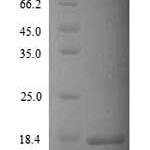 SDS-PAGE separation of QP9230 followed by commassie total protein stain results in a primary band consistent with reported data for Potassium channel subfamily K member 2. These data demonstrate Greater than 90% as determined by SDS-PAGE.