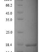 SDS-PAGE separation of QP9230 followed by commassie total protein stain results in a primary band consistent with reported data for Potassium channel subfamily K member 2. These data demonstrate Greater than 90% as determined by SDS-PAGE.