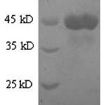 SDS-PAGE separation of QP9236 followed by commassie total protein stain results in a primary band consistent with reported data for KLRG2. These data demonstrate Greater than 90% as determined by SDS-PAGE.