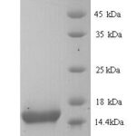 SDS-PAGE separation of QP9239 followed by commassie total protein stain results in a primary band consistent with reported data for Cytokeratin 10. These data demonstrate Greater than 90% as determined by SDS-PAGE.