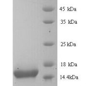 SDS-PAGE separation of QP9239 followed by commassie total protein stain results in a primary band consistent with reported data for Cytokeratin 10. These data demonstrate Greater than 90% as determined by SDS-PAGE.