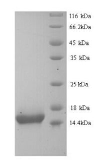 SDS-PAGE separation of QP9239 followed by commassie total protein stain results in a primary band consistent with reported data for Cytokeratin 10. These data demonstrate Greater than 90% as determined by SDS-PAGE.