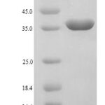 SDS-PAGE separation of QP9244 followed by commassie total protein stain results in a primary band consistent with reported data for Galectin-9. These data demonstrate Greater than 90% as determined by SDS-PAGE.