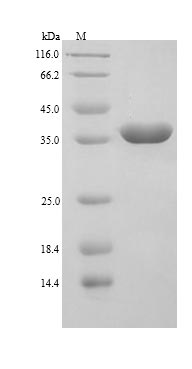 SDS-PAGE separation of QP9244 followed by commassie total protein stain results in a primary band consistent with reported data for Galectin-9. These data demonstrate Greater than 90% as determined by SDS-PAGE.