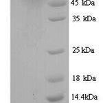 SDS-PAGE separation of QP9247 followed by commassie total protein stain results in a primary band consistent with reported data for LGR5. These data demonstrate Greater than 80% as determined by SDS-PAGE.