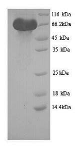 SDS-PAGE separation of QP9247 followed by commassie total protein stain results in a primary band consistent with reported data for LGR5. These data demonstrate Greater than 80% as determined by SDS-PAGE.