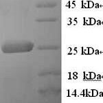 SDS-PAGE separation of QP9256 followed by commassie total protein stain results in a primary band consistent with reported data for LRP2. These data demonstrate Greater than 90% as determined by SDS-PAGE.