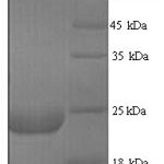 SDS-PAGE separation of QP9258 followed by commassie total protein stain results in a primary band consistent with reported data for LY6G6D. These data demonstrate Greater than 90% as determined by SDS-PAGE.