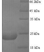 SDS-PAGE separation of QP9258 followed by commassie total protein stain results in a primary band consistent with reported data for LY6G6D. These data demonstrate Greater than 90% as determined by SDS-PAGE.