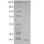 SDS-PAGE separation of QP9259 followed by commassie total protein stain results in a primary band consistent with reported data for Lymphocyte antigen 6H. These data demonstrate Greater than 90% as determined by SDS-PAGE.