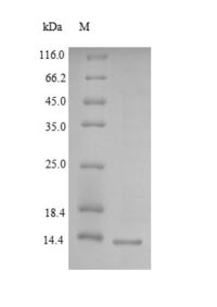 SDS-PAGE separation of QP9259 followed by commassie total protein stain results in a primary band consistent with reported data for Lymphocyte antigen 6H. These data demonstrate Greater than 90% as determined by SDS-PAGE.