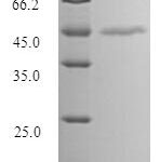 SDS-PAGE separation of QP9261 followed by commassie total protein stain results in a primary band consistent with reported data for MAGE-1. These data demonstrate Greater than 90% as determined by SDS-PAGE.