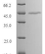 SDS-PAGE separation of QP9261 followed by commassie total protein stain results in a primary band consistent with reported data for MAGE-1. These data demonstrate Greater than 90% as determined by SDS-PAGE.