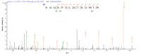 SEQUEST analysis of LC MS/MS spectra obtained from a run with QP9264 identified a match between this protein and the spectra of a peptide sequence that matches a region of MAPT / Tau.