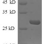 SDS-PAGE separation of QP9268 followed by commassie total protein stain results in a primary band consistent with reported data for MBL-2 / MBL. These data demonstrate Greater than 90% as determined by SDS-PAGE.