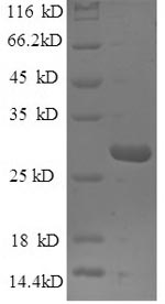 SDS-PAGE separation of QP9268 followed by commassie total protein stain results in a primary band consistent with reported data for MBL-2 / MBL. These data demonstrate Greater than 90% as determined by SDS-PAGE.
