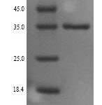 SDS-PAGE separation of QP9271 followed by commassie total protein stain results in a primary band consistent with reported data for Monoglyceride lipase. These data demonstrate Greater than 90% as determined by SDS-PAGE.