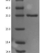 SDS-PAGE separation of QP9271 followed by commassie total protein stain results in a primary band consistent with reported data for Monoglyceride lipase. These data demonstrate Greater than 90% as determined by SDS-PAGE.