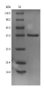 SDS-PAGE separation of QP9271 followed by commassie total protein stain results in a primary band consistent with reported data for Monoglyceride lipase. These data demonstrate Greater than 90% as determined by SDS-PAGE.