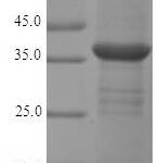 SDS-PAGE separation of QP9272 followed by commassie total protein stain results in a primary band consistent with reported data for Monoglyceride lipase. These data demonstrate Greater than 90% as determined by SDS-PAGE.