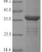SDS-PAGE separation of QP9272 followed by commassie total protein stain results in a primary band consistent with reported data for Monoglyceride lipase. These data demonstrate Greater than 90% as determined by SDS-PAGE.