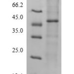 SDS-PAGE separation of QP9273 followed by commassie total protein stain results in a primary band consistent with reported data for Protein-methionine sulfoxide oxidase MICAL2. These data demonstrate Greater than 90% as determined by SDS-PAGE.