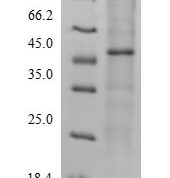 SDS-PAGE separation of QP9273 followed by commassie total protein stain results in a primary band consistent with reported data for Protein-methionine sulfoxide oxidase MICAL2. These data demonstrate Greater than 90% as determined by SDS-PAGE.