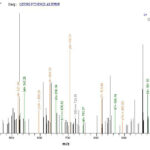 SEQUEST analysis of LC MS/MS spectra obtained from a run with QP9276 identified a match between this protein and the spectra of a peptide sequence that matches a region of CD10 / Neprilysin / MME.