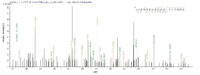 SEQUEST analysis of LC MS/MS spectra obtained from a run with QP9276 identified a match between this protein and the spectra of a peptide sequence that matches a region of CD10 / Neprilysin / MME.