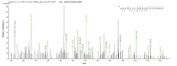 SEQUEST analysis of LC MS/MS spectra obtained from a run with QP9276 identified a match between this protein and the spectra of a peptide sequence that matches a region of CD10 / Neprilysin / MME.