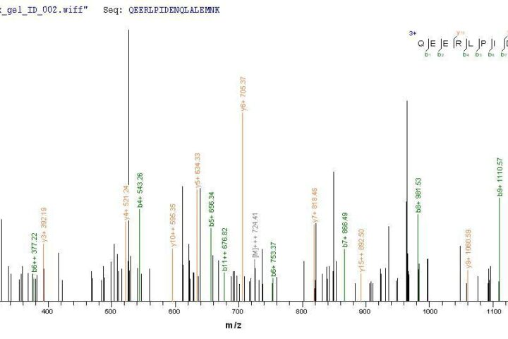 SEQUEST analysis of LC MS/MS spectra obtained from a run with QP9276 identified a match between this protein and the spectra of a peptide sequence that matches a region of CD10 / Neprilysin / MME.