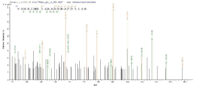 Additional SEQUEST analysis of the LC MS/MS spectra from QP9276 identified an additional between this protein and the spectra of another peptide sequence that matches a region of CD10 / Neprilysin / MME confirming successful recombinant synthesis.