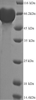 SDS-PAGE separation of QP9281 followed by commassie total protein stain results in a primary band consistent with reported data for MMP-9 / CLG4B. These data demonstrate Greater than 90% as determined by SDS-PAGE.