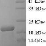 SDS-PAGE separation of QP9287 followed by commassie total protein stain results in a primary band consistent with reported data for CD20 / MS4A1. These data demonstrate Greater than 90% as determined by SDS-PAGE.