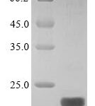 SDS-PAGE separation of QP9289 followed by commassie total protein stain results in a primary band consistent with reported data for CD20 / MS4A1. These data demonstrate Greater than 90% as determined by SDS-PAGE.