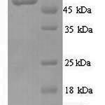 SDS-PAGE separation of QP9298 followed by commassie total protein stain results in a primary band consistent with reported data for N-myc proto-oncogene protein. These data demonstrate Greater than 90% as determined by SDS-PAGE.