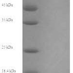 SDS-PAGE separation of QP9299 followed by commassie total protein stain results in a primary band consistent with reported data for Myosin-6. These data demonstrate Greater than 90% as determined by SDS-PAGE.