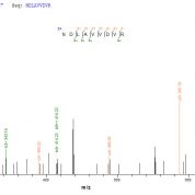 SEQUEST analysis of LC MS/MS spectra obtained from a run with QP9301 identified a match between this protein and the spectra of a peptide sequence that matches a region of Nucleolin.