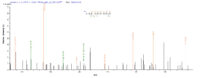 SEQUEST analysis of LC MS/MS spectra obtained from a run with QP9301 identified a match between this protein and the spectra of a peptide sequence that matches a region of Nucleolin.