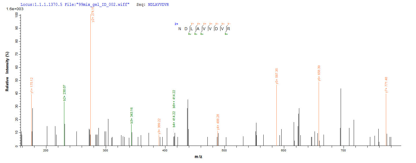 SEQUEST analysis of LC MS/MS spectra obtained from a run with QP9301 identified a match between this protein and the spectra of a peptide sequence that matches a region of Nucleolin.