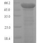 SDS-PAGE separation of QP9303 followed by commassie total protein stain results in a primary band consistent with reported data for Neurofilament. These data demonstrate Greater than 90% as determined by SDS-PAGE.