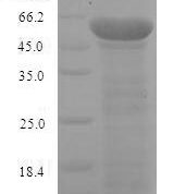 SDS-PAGE separation of QP9303 followed by commassie total protein stain results in a primary band consistent with reported data for Neurofilament. These data demonstrate Greater than 90% as determined by SDS-PAGE.