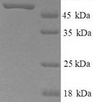 SDS-PAGE separation of QP9310 followed by commassie total protein stain results in a primary band consistent with reported data for Neuropeptide FF receptor 2. These data demonstrate Greater than 90% as determined by SDS-PAGE.