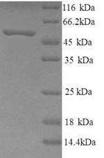 SDS-PAGE separation of QP9310 followed by commassie total protein stain results in a primary band consistent with reported data for Neuropeptide FF receptor 2. These data demonstrate Greater than 90% as determined by SDS-PAGE.