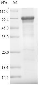 SDS-PAGE separation of QP9317 followed by commassie total protein stain results in a primary band consistent with reported data for Optineurin / OPTN. These data demonstrate Greater than 90% as determined by SDS-PAGE.