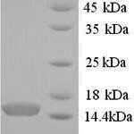 SDS-PAGE separation of QP9320 followed by commassie total protein stain results in a primary band consistent with reported data for Pterin-4-alpha-carbinolamine dehydratase. These data demonstrate Greater than 90% as determined by SDS-PAGE.