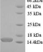 SDS-PAGE separation of QP9320 followed by commassie total protein stain results in a primary band consistent with reported data for Pterin-4-alpha-carbinolamine dehydratase. These data demonstrate Greater than 90% as determined by SDS-PAGE.