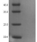 SDS-PAGE separation of QP9322 followed by commassie total protein stain results in a primary band consistent with reported data for PCSK1 / NEC1. These data demonstrate Greater than 90% as determined by SDS-PAGE.