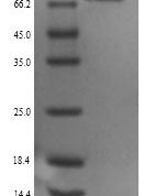 SDS-PAGE separation of QP9322 followed by commassie total protein stain results in a primary band consistent with reported data for PCSK1 / NEC1. These data demonstrate Greater than 90% as determined by SDS-PAGE.